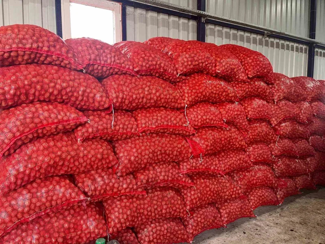 Hayrabolu'da ceviz hasadı başladı, 200 ton hedefi