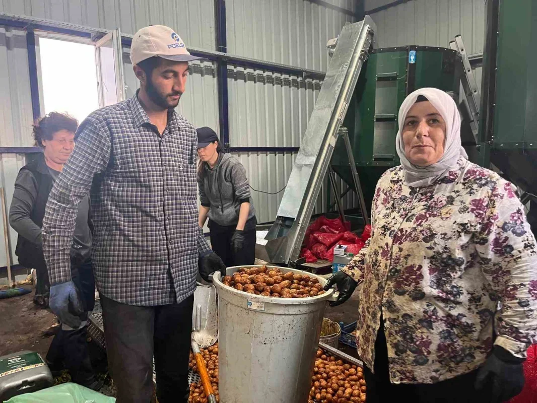 Hayrabolu'da ceviz hasadı başladı, 200 ton hedefi
