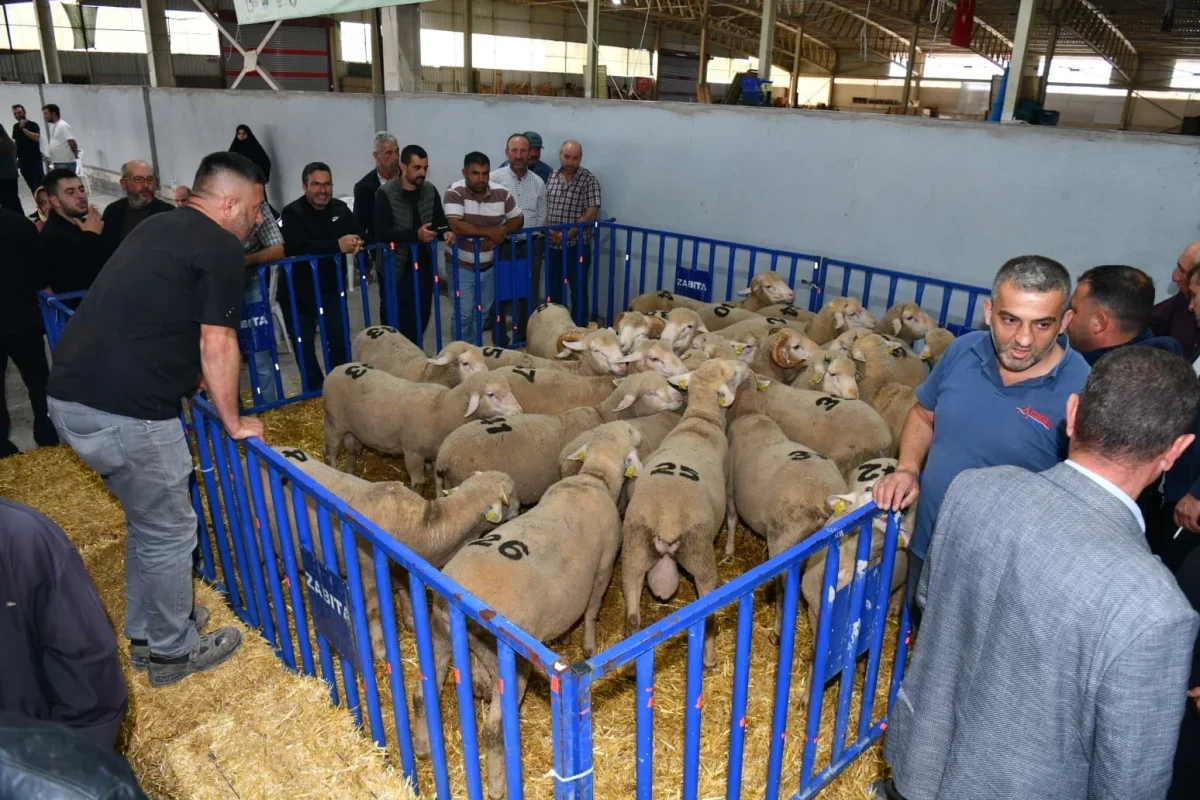 Susurluk'ta 47 damızlık koç üreticilere hibe edildi