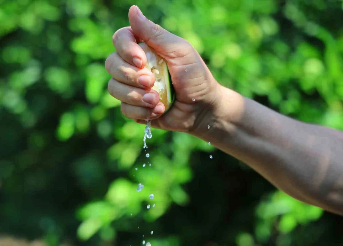 Adana'da limon 5, mandalina 7 liraya kadar düştü