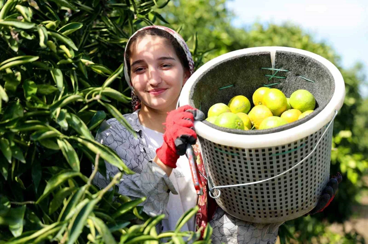 Adana'da limon 5, mandalina 7 liraya kadar düştü