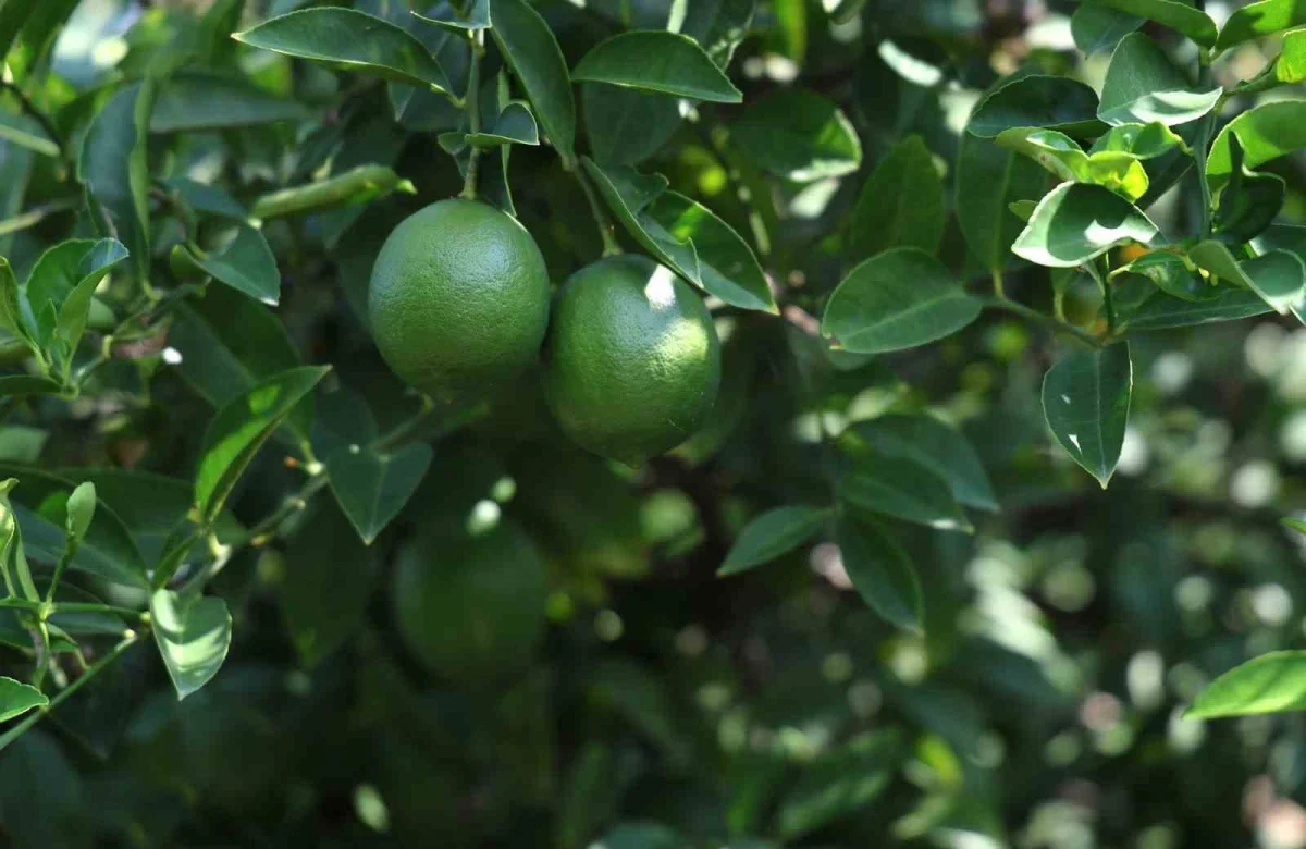 Adana'da limon 5, mandalina 7 liraya kadar düştü