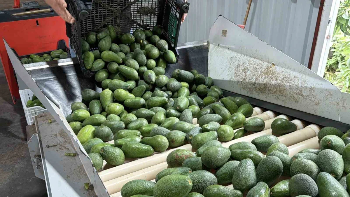Gazipaşa avokadosundan Gürcistan'a 20 tonluk ihracat