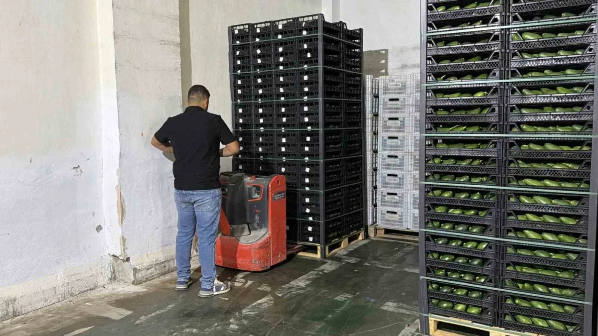 Gazipaşa avokadosundan Gürcistan'a 20 tonluk ihracat