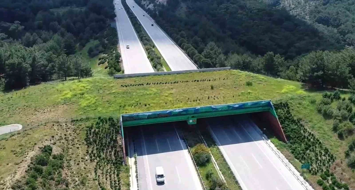 Türkiye'de 21 ekolojik köprü tamamlandı, 19'u planlanıyor
