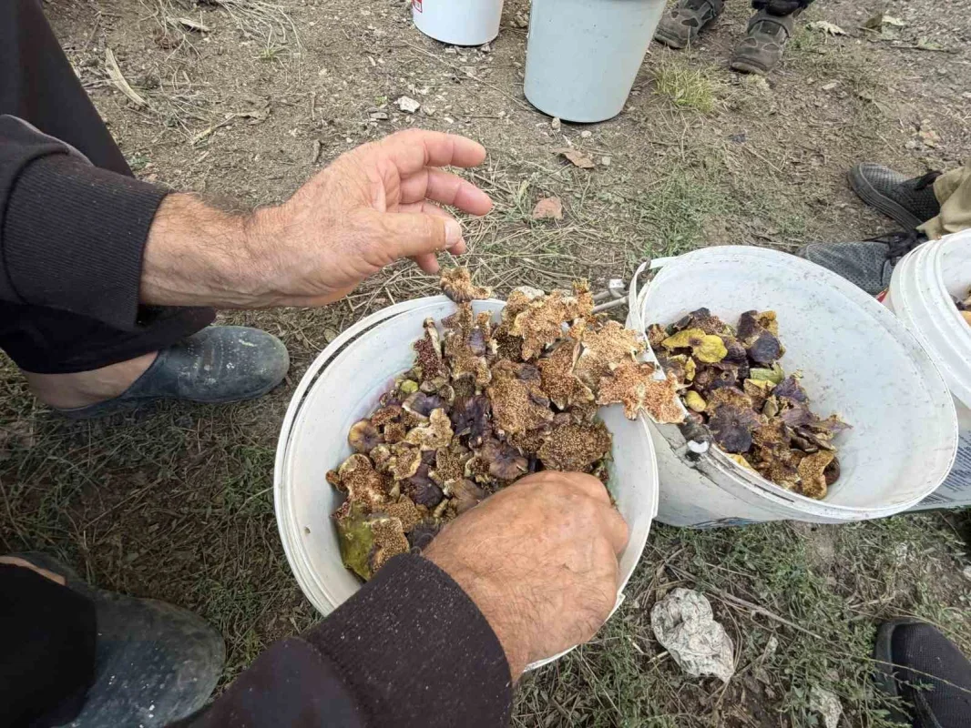 Antalya İbradı'da incirler kekikli suda kışa hazırlanıyor