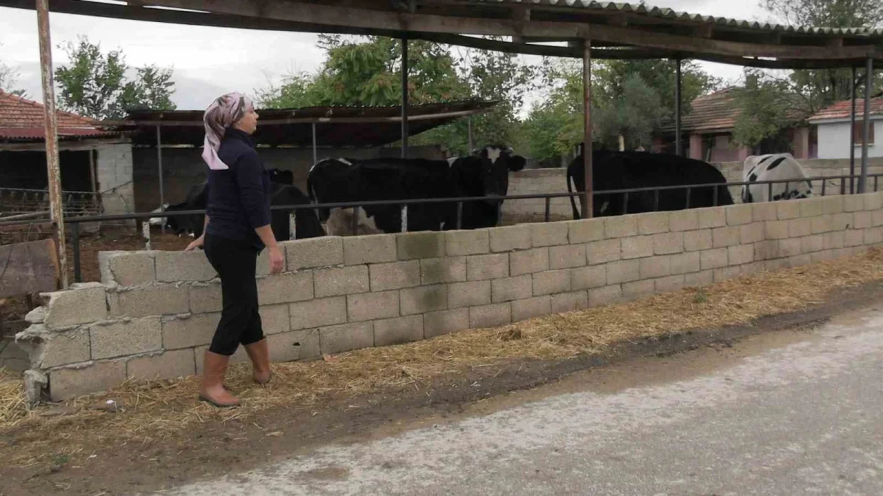 Edirne'de kadın çiftçinin sürüsü 5'ten 30'a çıktı