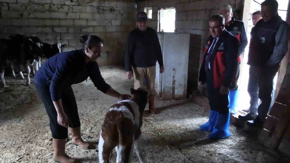Edirne'de kadın çiftçinin sürüsü 5'ten 30'a çıktı