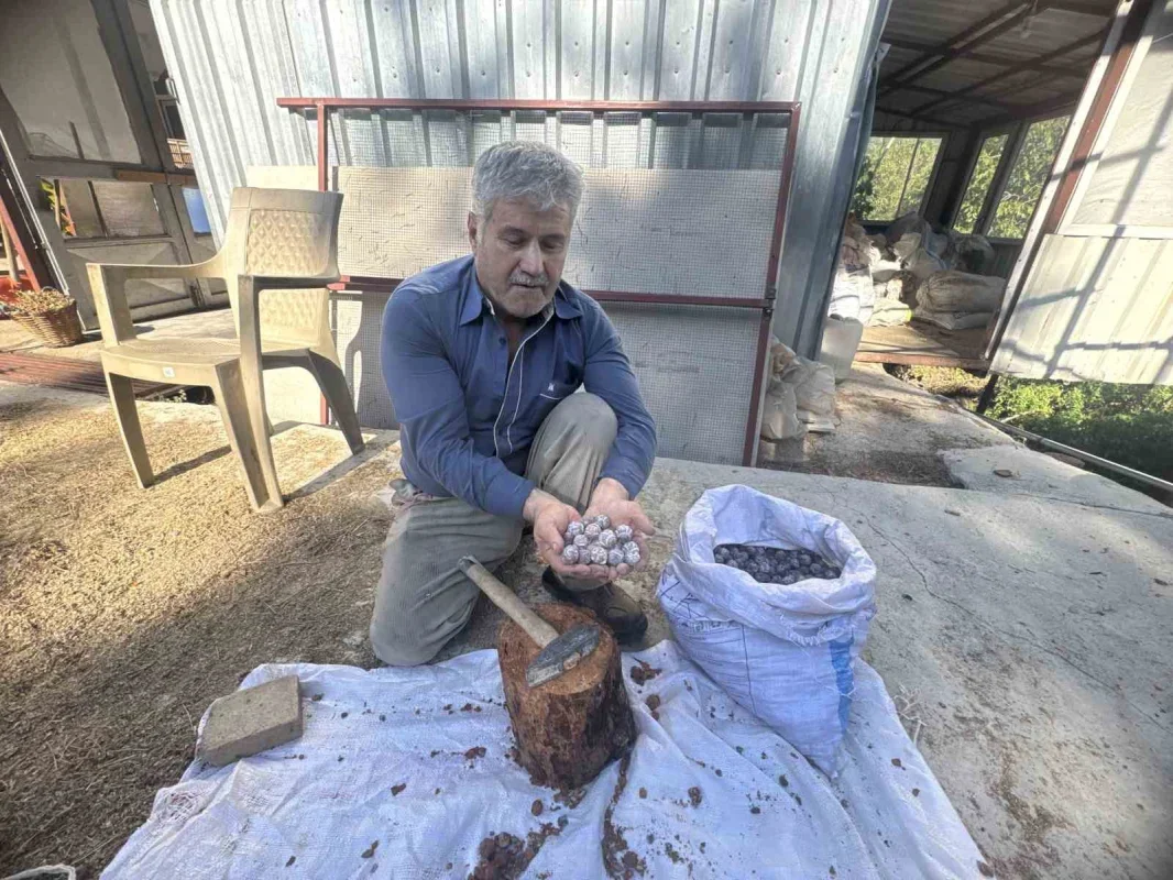Andız pekmezi Akseki'de 500 liradan satılıyor