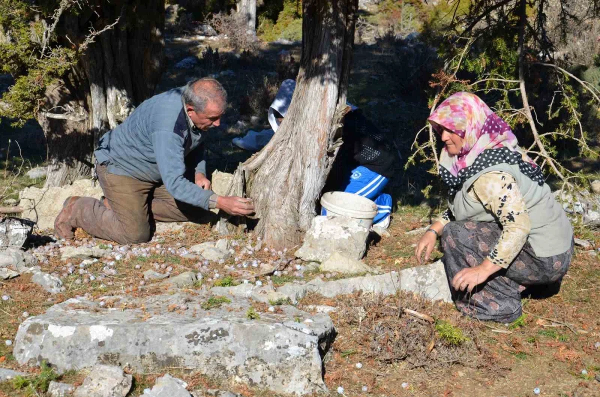Andız pekmezi Akseki'de 500 liradan satılıyor