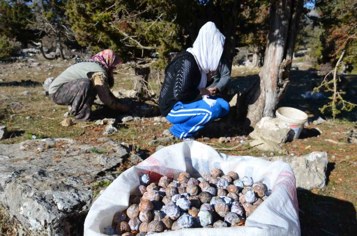 Andız pekmezi Akseki'de 500 liradan satılıyor