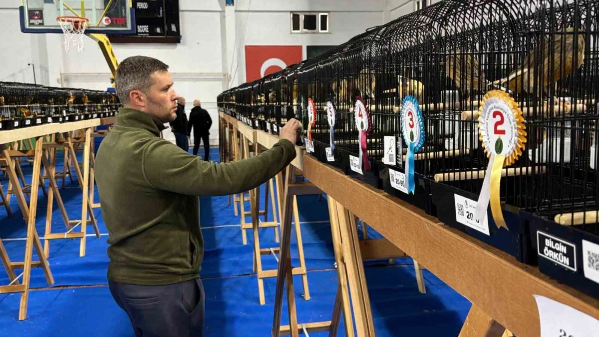 Edremit kanarya yarışmasında şampiyon Tamer Acar