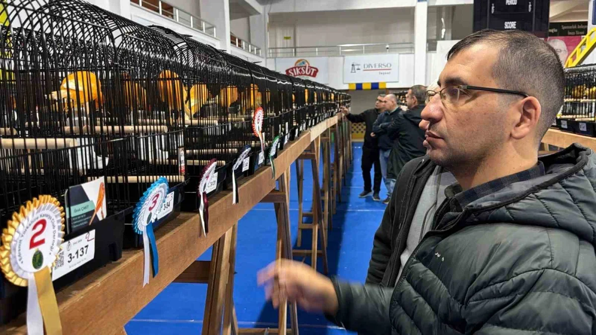 Edremit kanarya yarışmasında şampiyon Tamer Acar