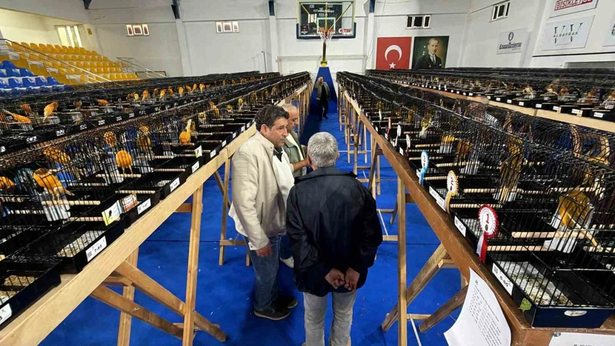 Edremit kanarya yarışmasında şampiyon Tamer Acar