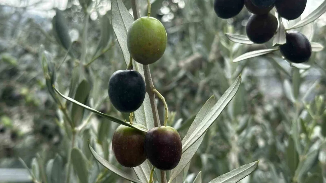 Bursa'da 290 bin ton zeytin rekoltesi bekleniyor