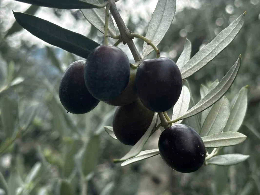 Bursa'da 290 bin ton zeytin rekoltesi bekleniyor
