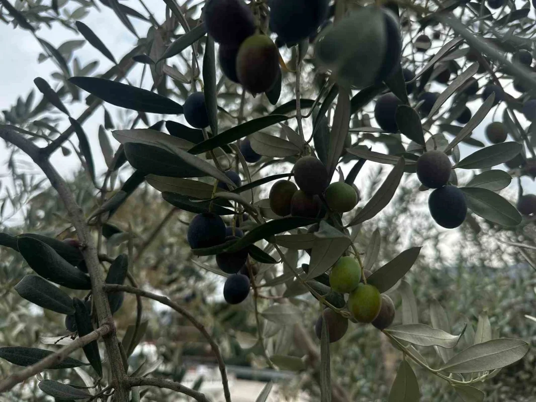 Bursa'da 290 bin ton zeytin rekoltesi bekleniyor