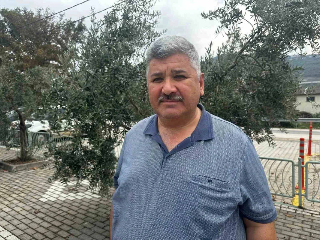 Bursa'da 290 bin ton zeytin rekoltesi bekleniyor