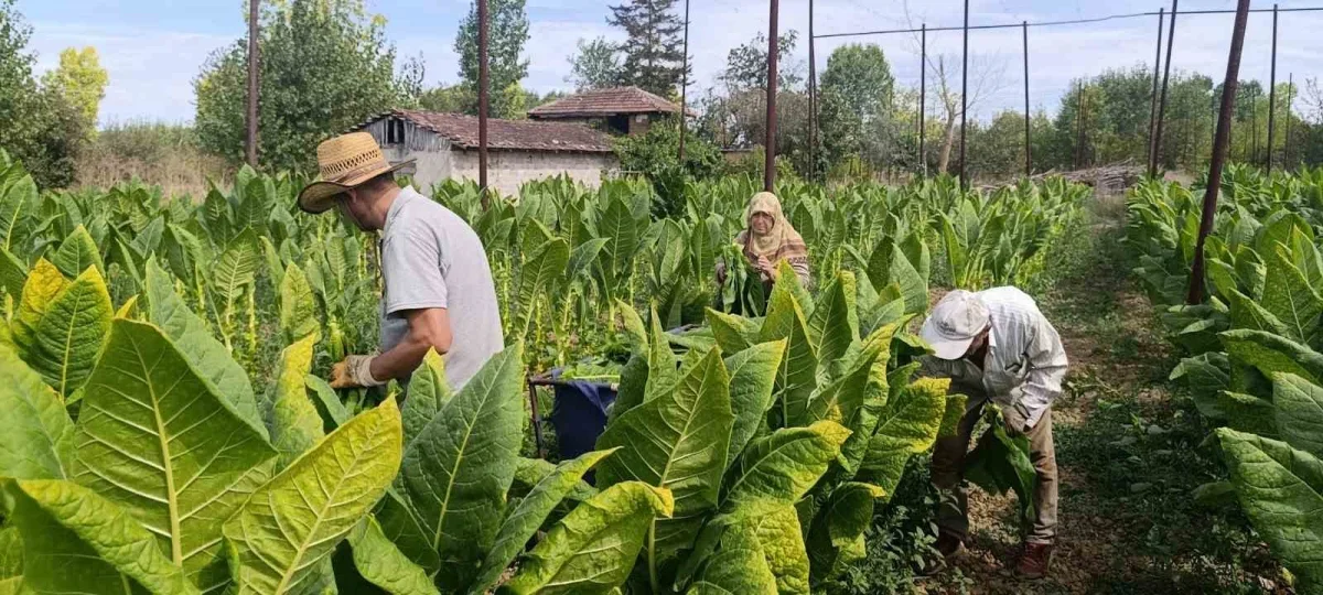 Pazaryeri'nde 40 dönüm tütünde hasat başladı