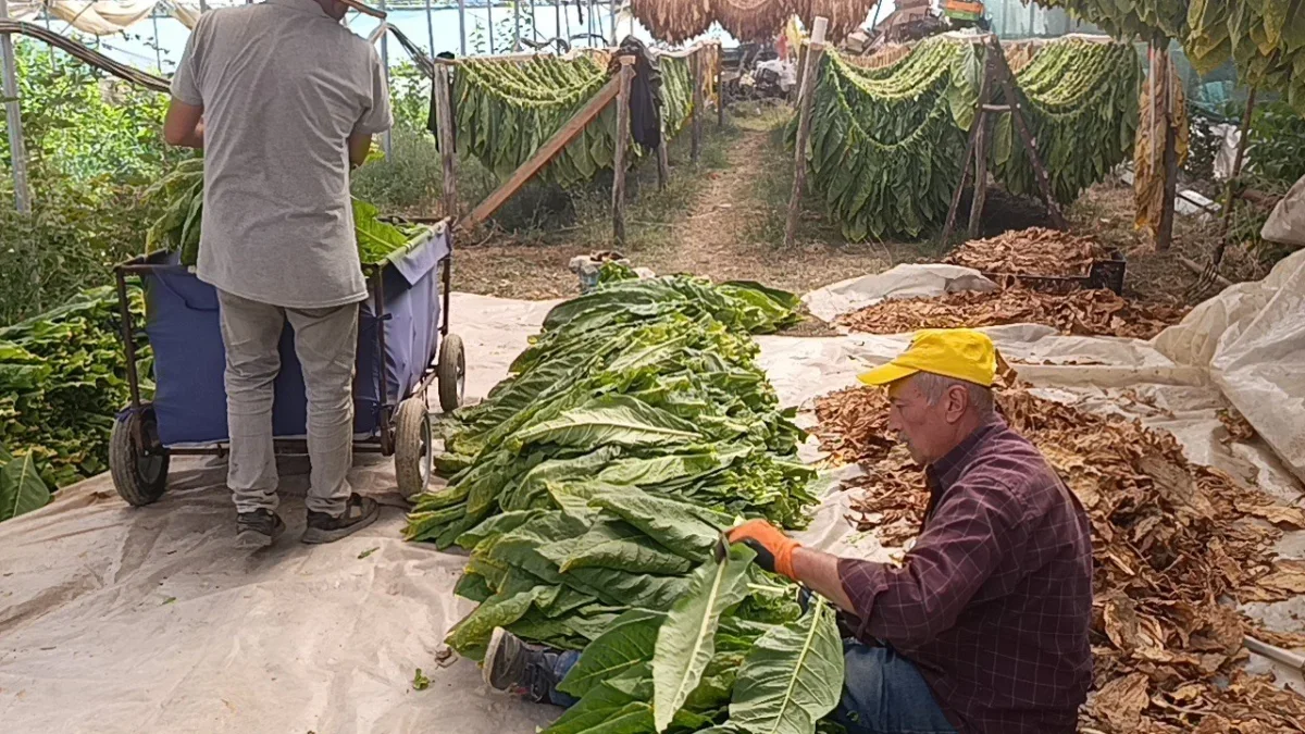Pazaryeri'nde 40 dönüm tütünde hasat başladı