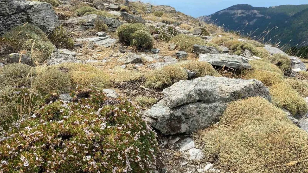 Kaz Dağları'nda bilim için yeni böcek türü keşfedildi