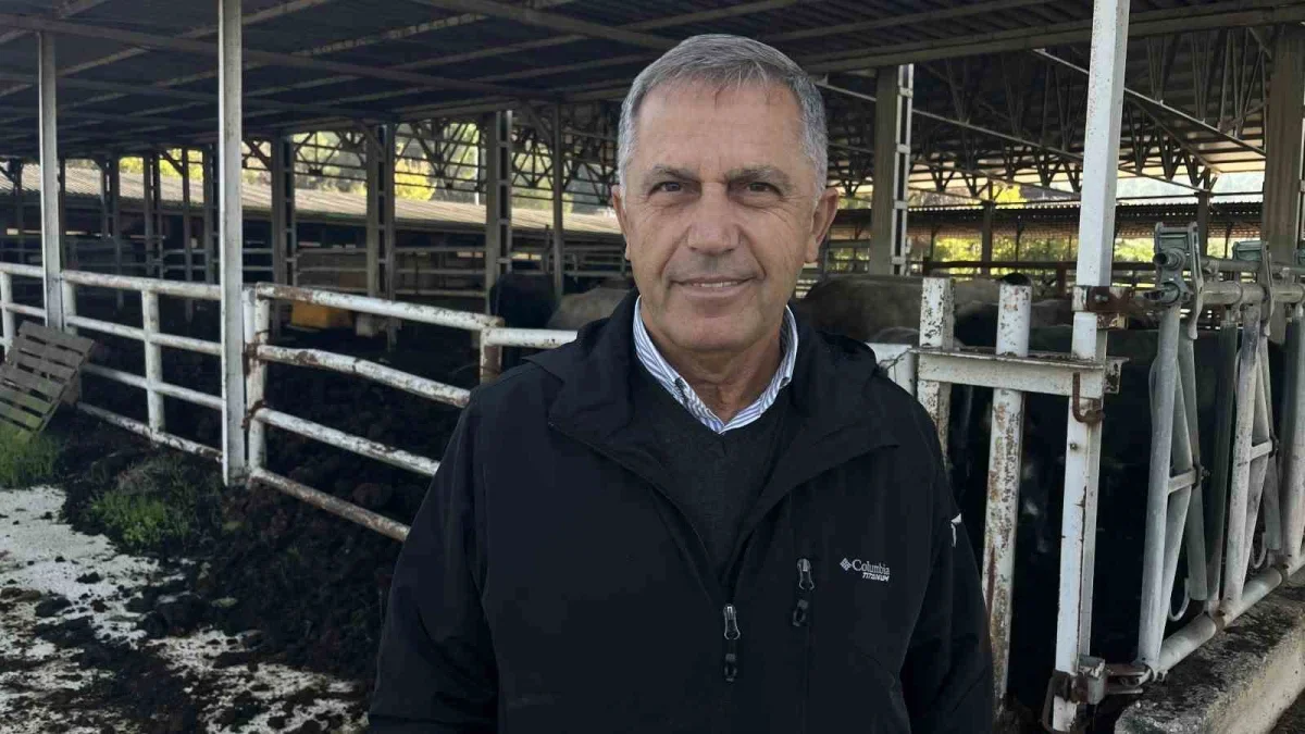 Bursa'da boz ırk sığırları et ve ormanları koruyabilir