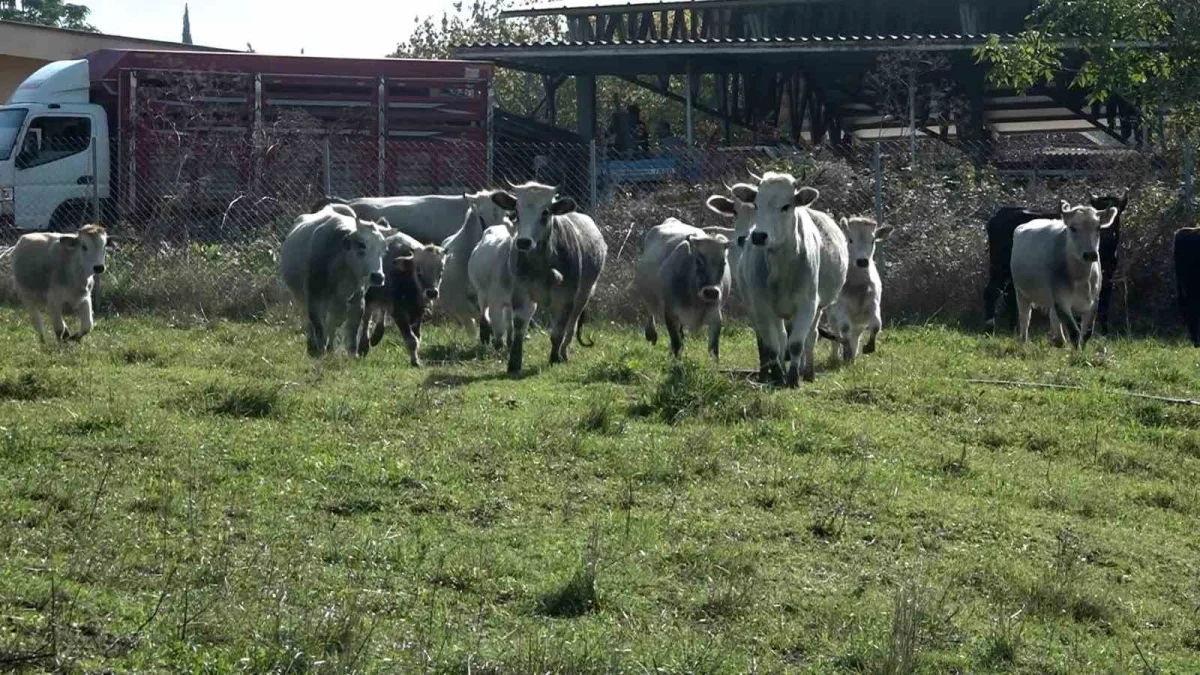 Bursa'da boz ırk sığırları et ve ormanları koruyabilir