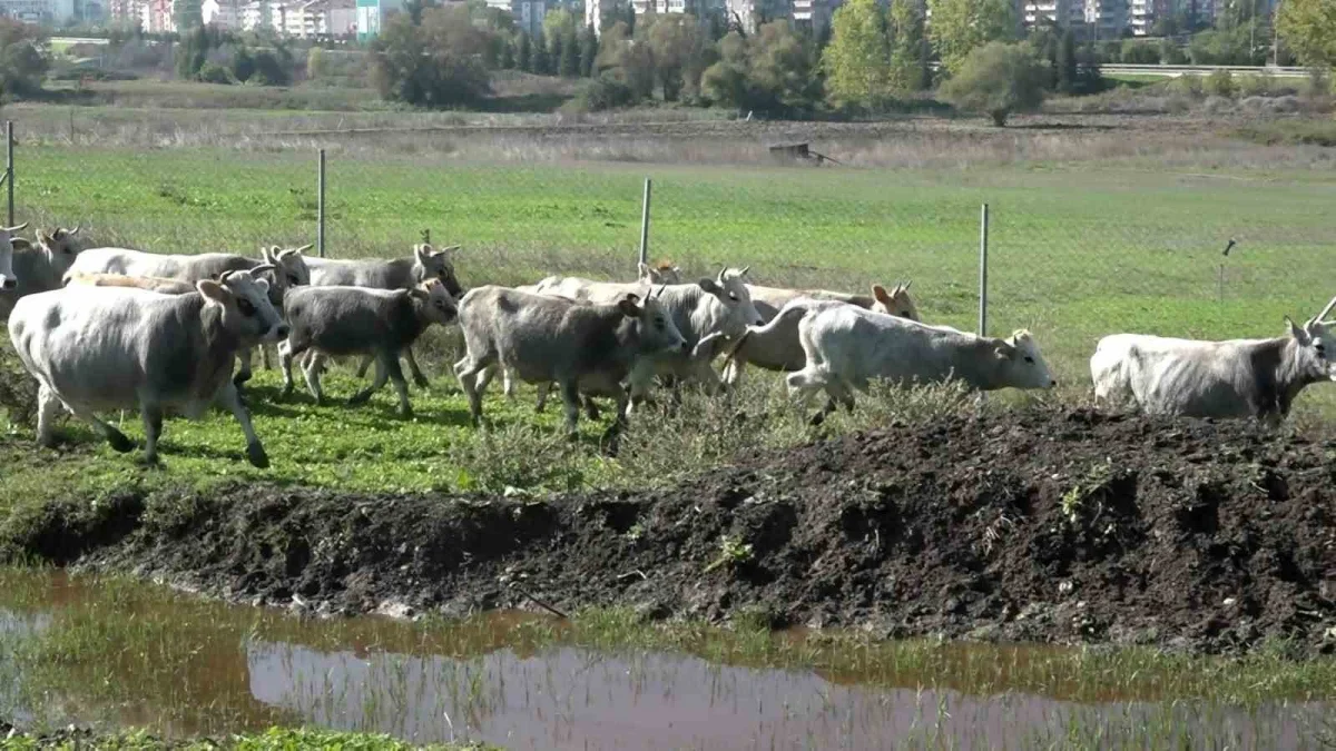 Bursa'da boz ırk sığırları et ve ormanları koruyabilir