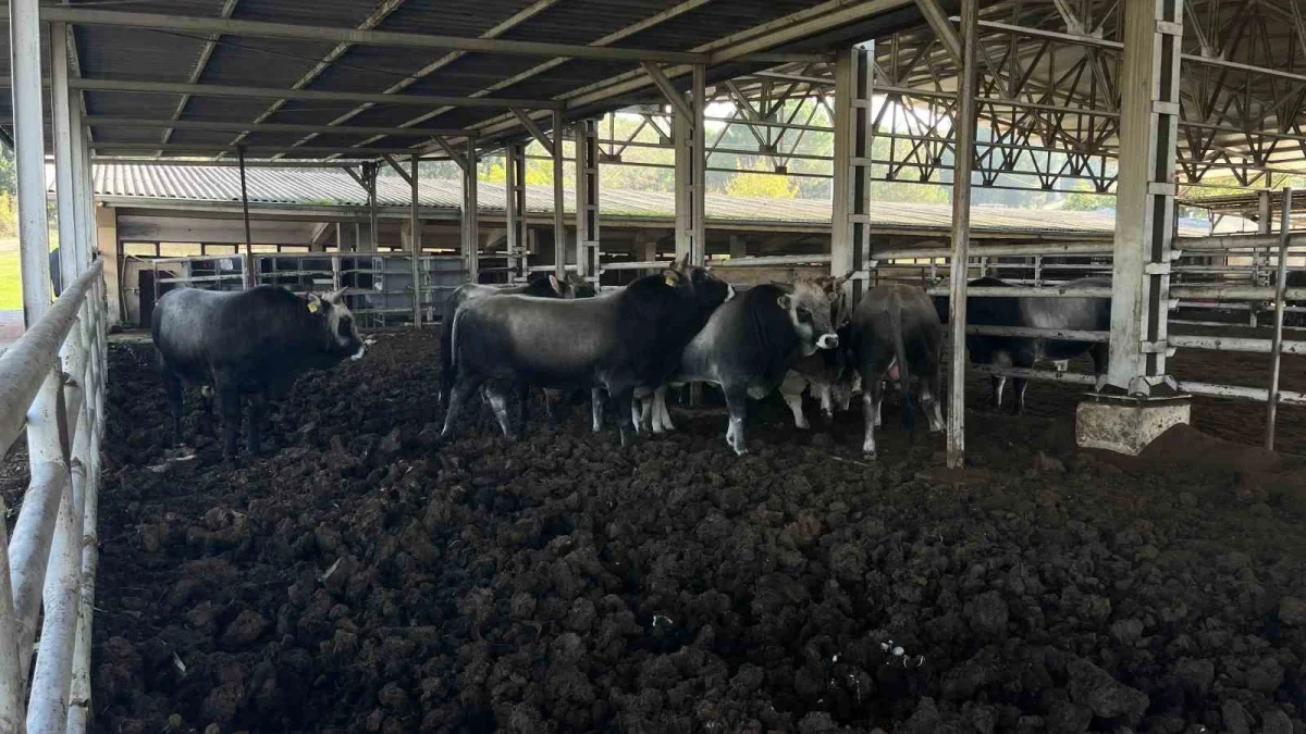 Bursa'da boz ırk sığırları et ve ormanları koruyabilir