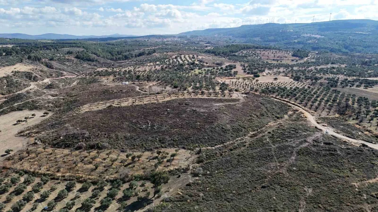 Çanakkale'de yanan orman alanları yeniden yeşeriyor