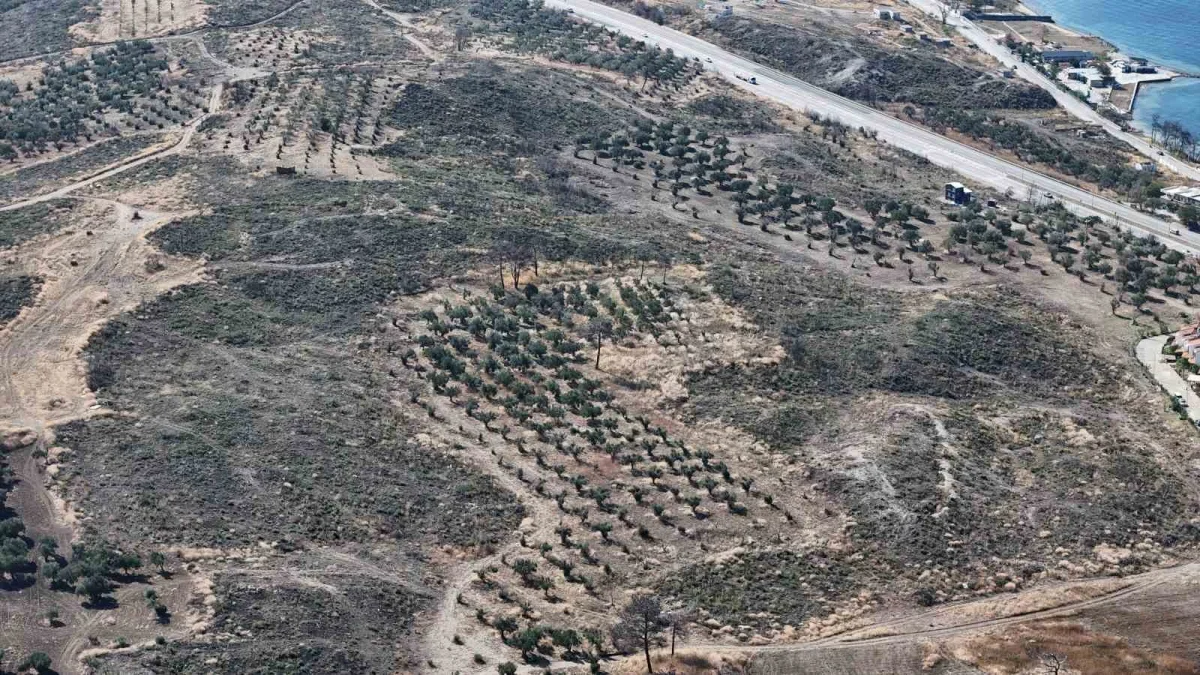 Çanakkale'de yanan orman alanları yeniden yeşeriyor