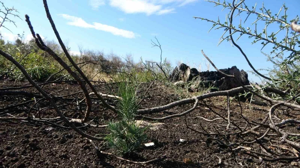 Çanakkale'de yanan orman alanları yeniden yeşeriyor