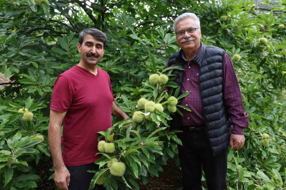 Saimbeyli'de 1.200 rakımda kestane çiftçiye umut oldu