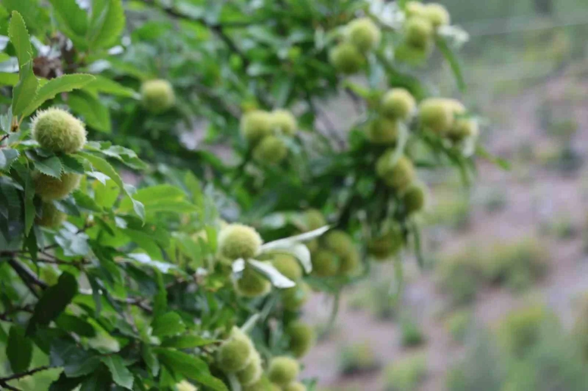 Saimbeyli'de 1.200 rakımda kestane çiftçiye umut oldu