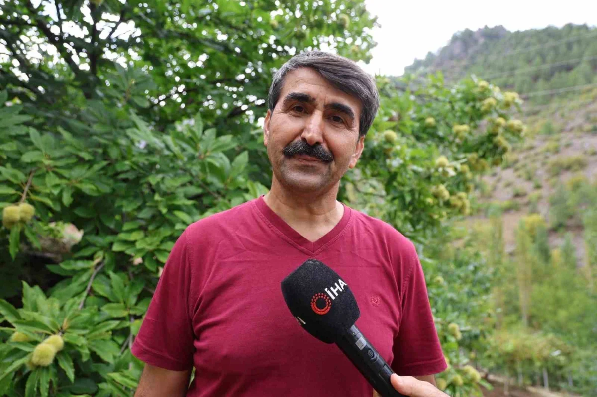 Saimbeyli'de 1.200 rakımda kestane çiftçiye umut oldu