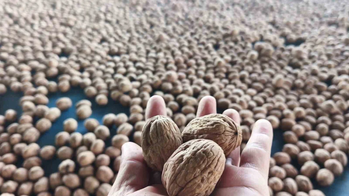 Edirne'de 400 ton ceviz rekoltesi bekleniyor