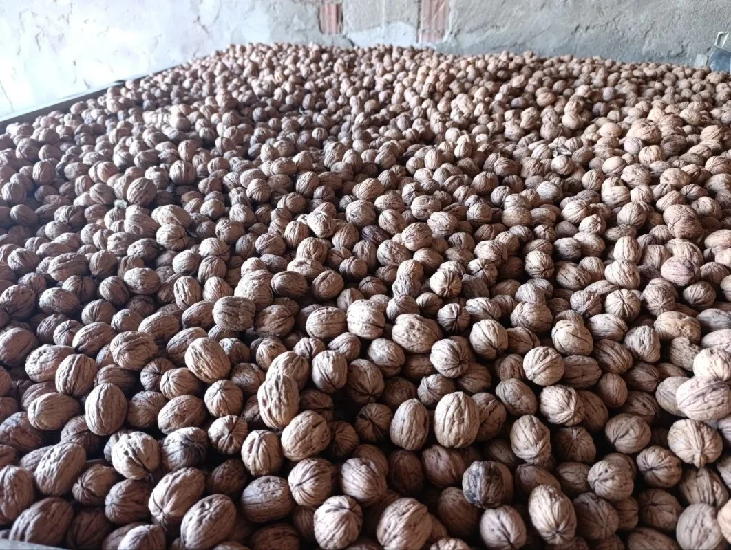 Edirne'de 400 ton ceviz rekoltesi bekleniyor
