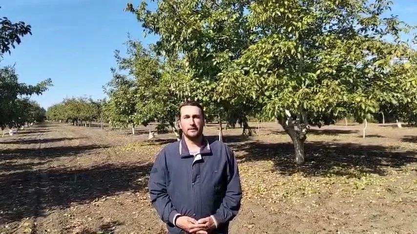 Edirne'de 400 ton ceviz rekoltesi bekleniyor