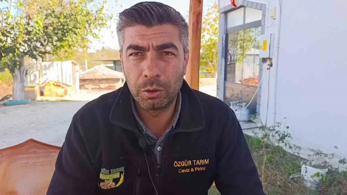 Edirne'de 400 ton ceviz rekoltesi bekleniyor