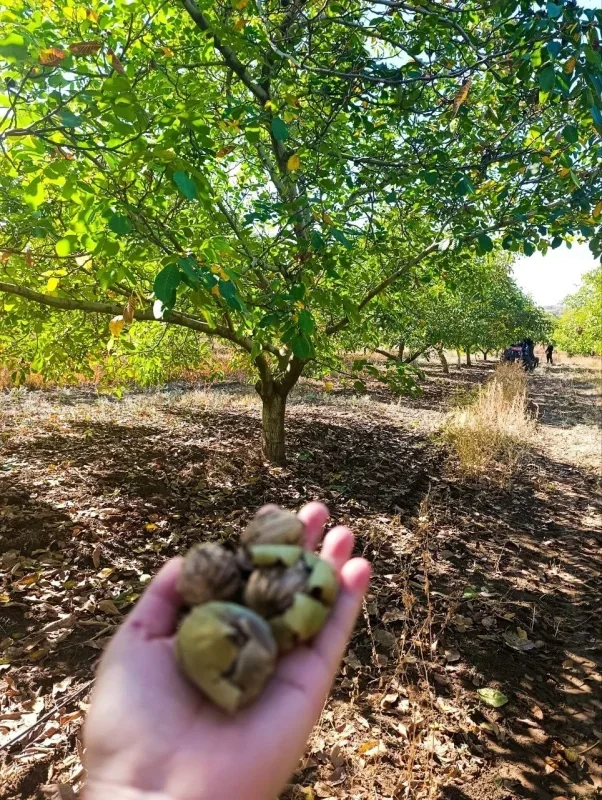Edirne'de 400 ton ceviz rekoltesi bekleniyor