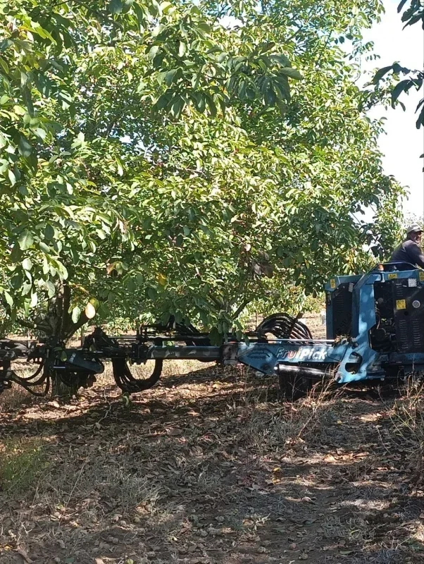 Edirne'de 400 ton ceviz rekoltesi bekleniyor