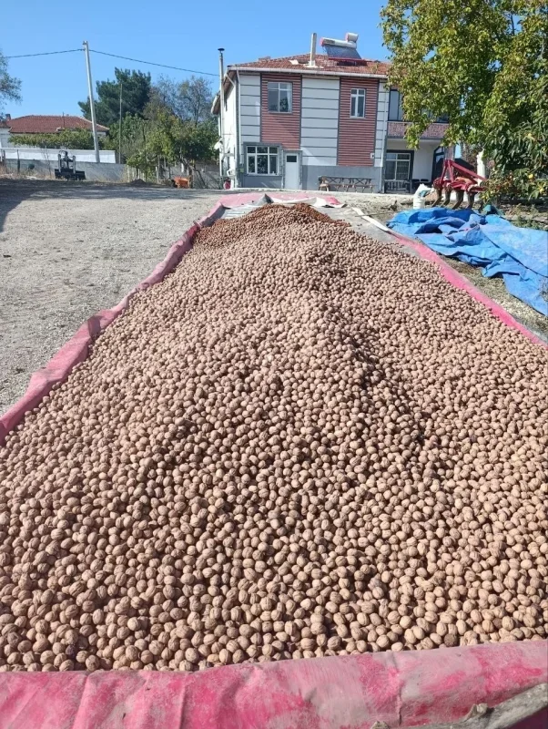 Edirne'de 400 ton ceviz rekoltesi bekleniyor