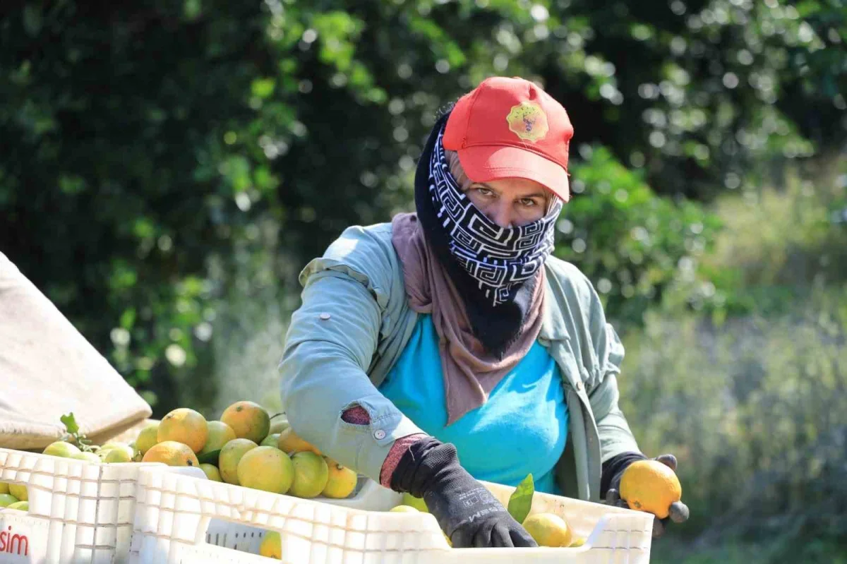 Adana'da mandalina dalında 3 liraya kadar geriledi