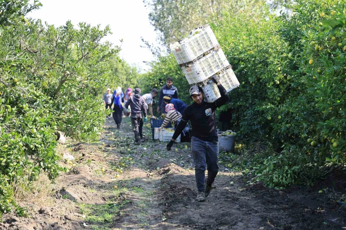 Adana'da mandalina dalında 3 liraya kadar geriledi