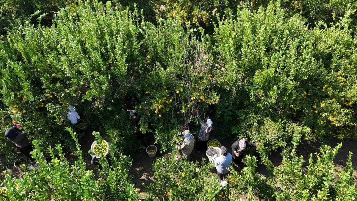 Adana'da mandalina dalında 3 liraya kadar geriledi