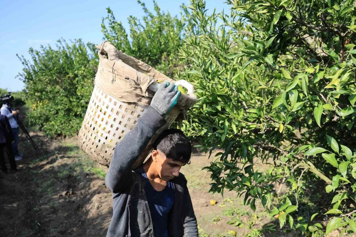 Adana'da mandalina dalında 3 liraya kadar geriledi
