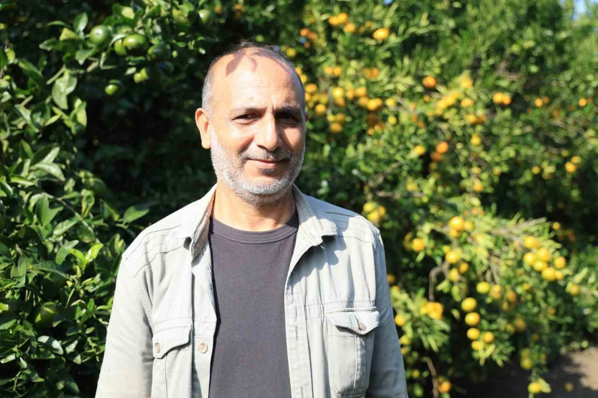 Adana'da mandalina dalında 3 liraya kadar geriledi