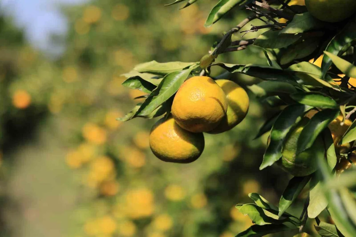Adana'da mandalina dalında 3 liraya kadar geriledi