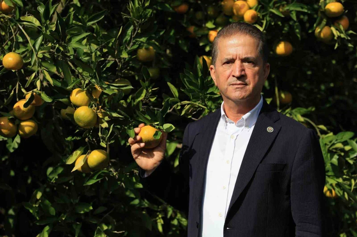 Adana'da mandalina dalında 3 liraya kadar geriledi