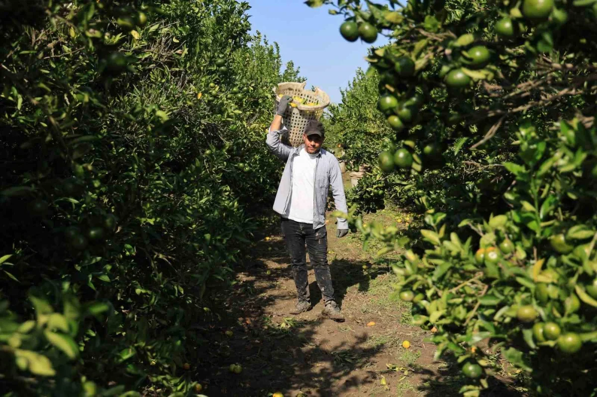 Adana'da mandalina dalında 3 liraya kadar geriledi